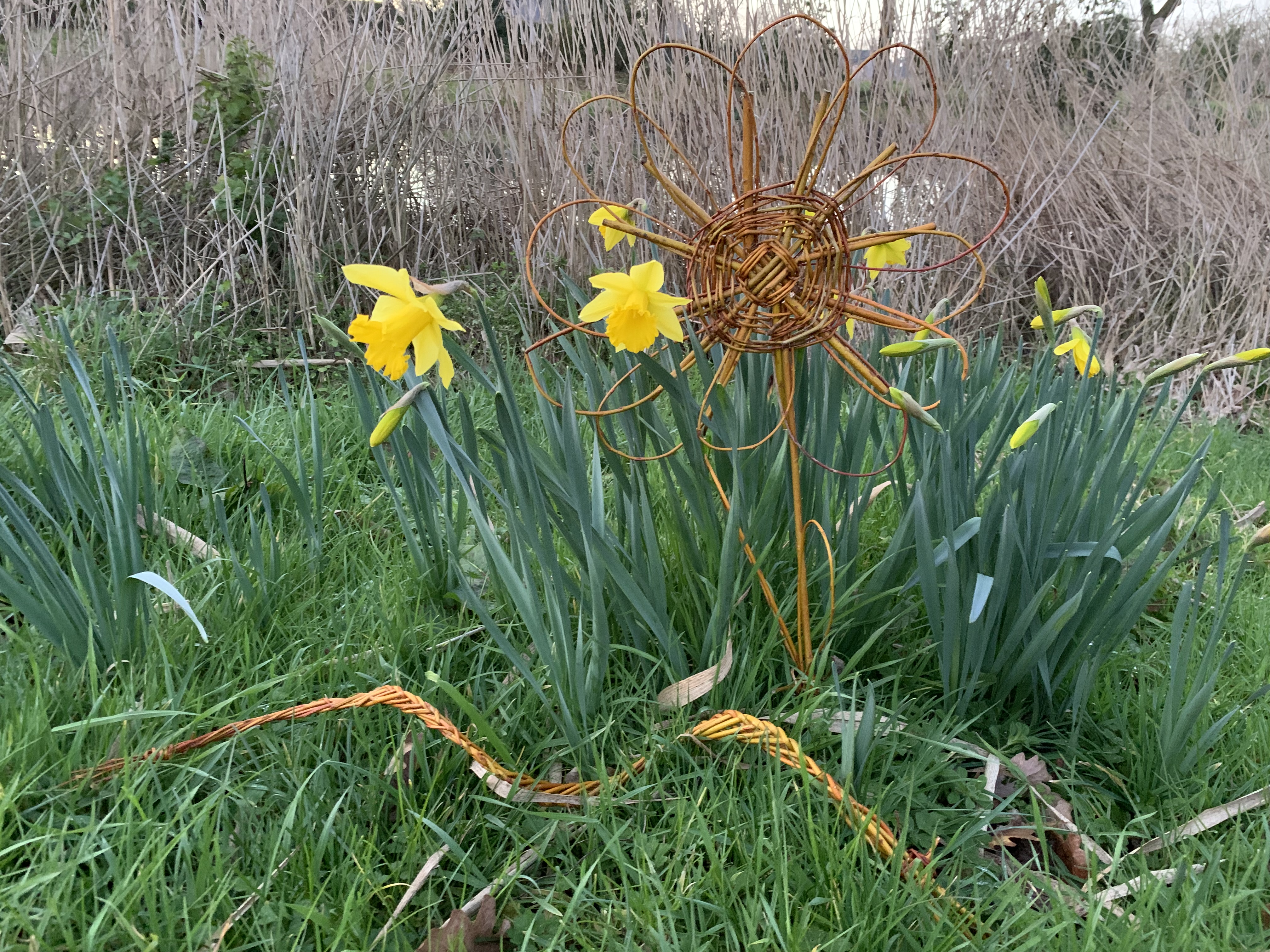 création osier devant jonquilles